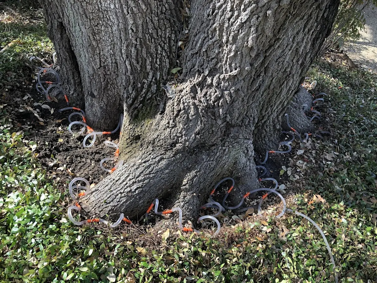 Detailed Tree Cabling and Bracing job site in Blue Diamond